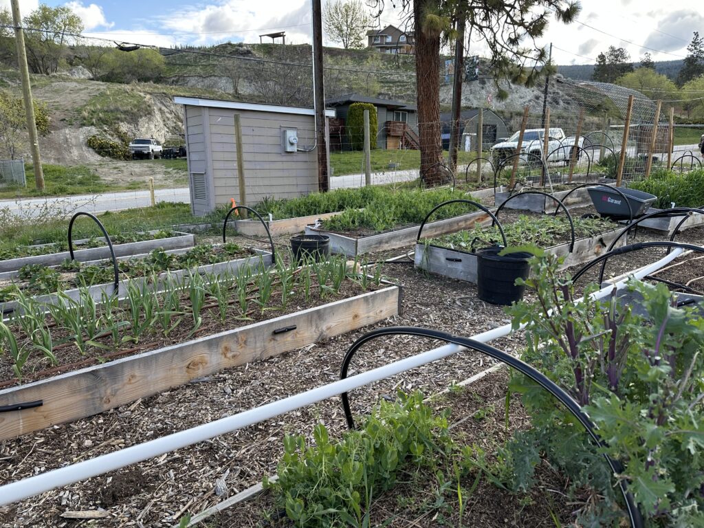 Ten two feet by 4 to 8 feet wooden garden boxes raised one foot of the ground. With kale, onion, and greens filling them.